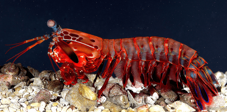 Les crevettes-mantes sont plus rapides que les balles