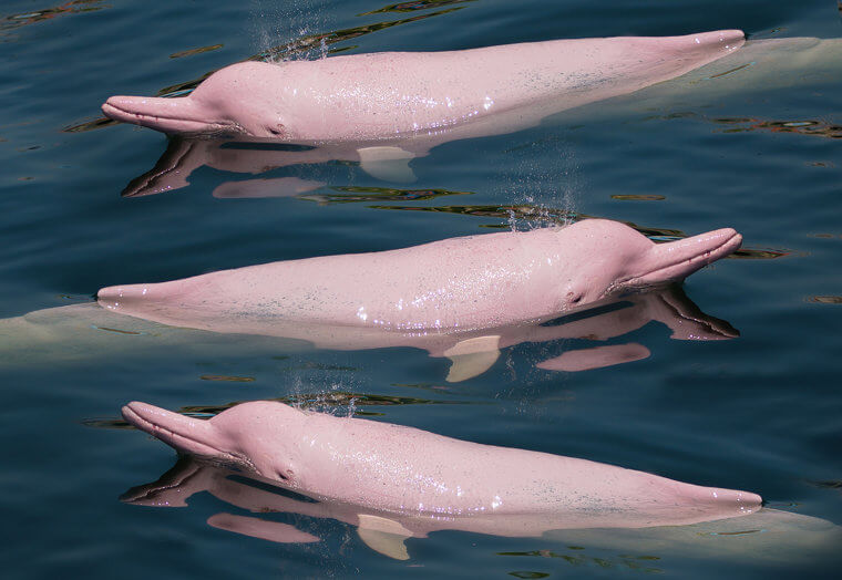 Les dauphins roses ne sont pas une blague