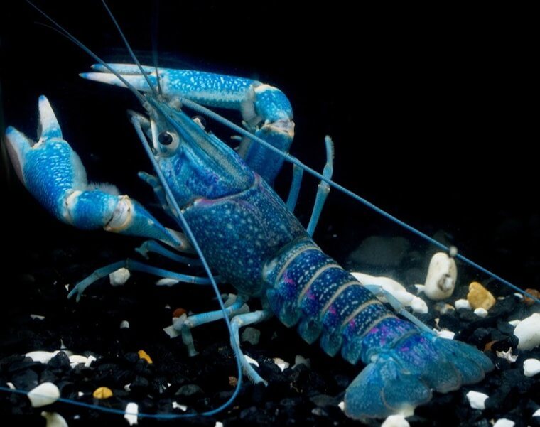 Blue Lobsters Are Actually Mutants