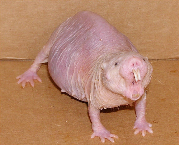 Les rats taupes nus sont à l'abri du cancer