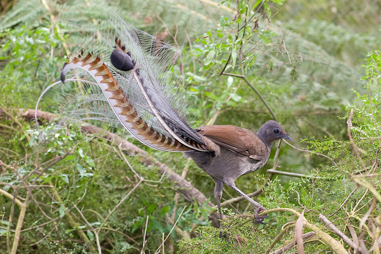 Les oiseaux lyre disent plus que les perroquets