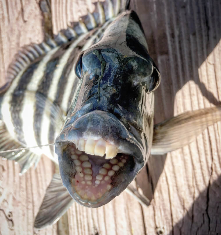 Ce poisson horrifiant a le meilleur sourire qui soit