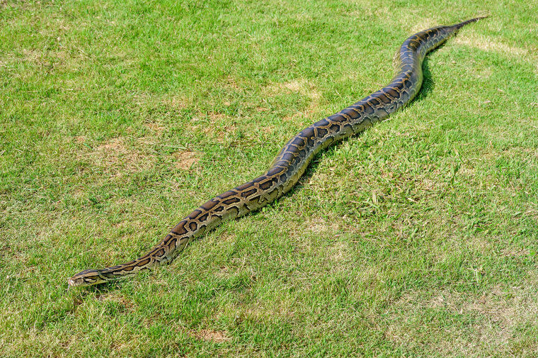 Le plus long serpent de tous les temps