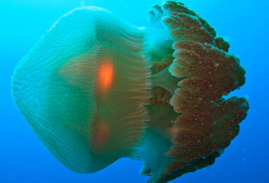 Estes animais são o material de pesadelos, mas na verdade podem ser encontrados ao nosso redor