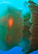 Questi animali sono un vero e proprio incubo, ma in realtà si trovano intorno a noi