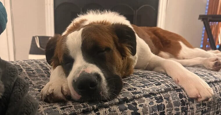 Saint Bernard