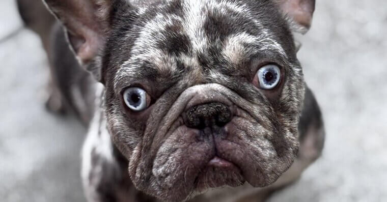 French Bulldog