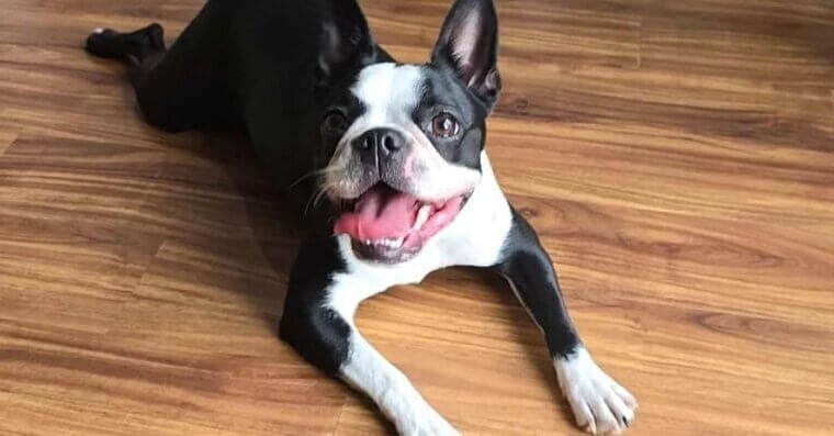Boston Terrier