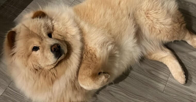 Chow Chow