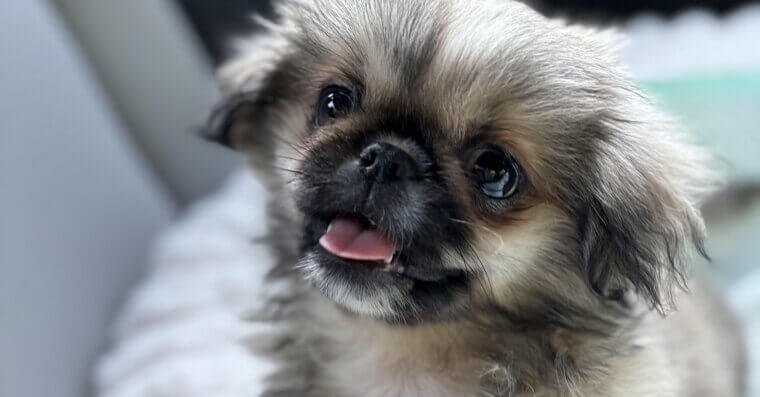 Pekingese