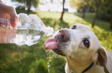 Popular Dog Breeds That Struggle Most in the Summer Heat