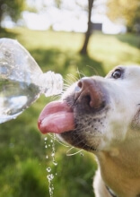 Popular Dog Breeds That Struggle Most in the Summer Heat