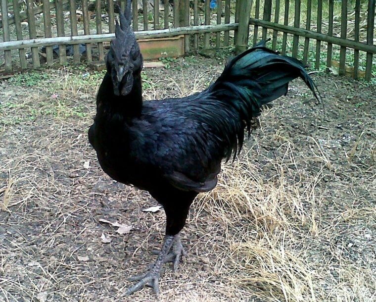 Frango Ayam Cemani ($2.500 por frango)