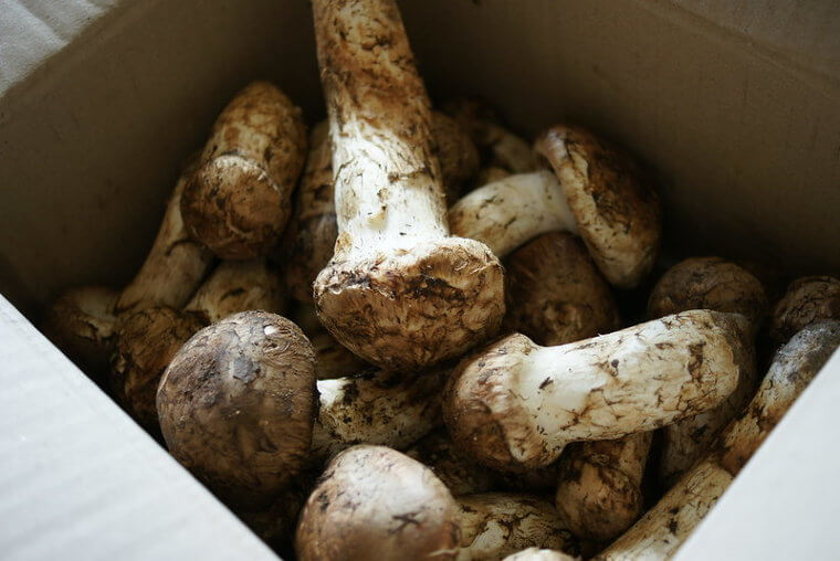 Cogumelos Matsutake (cerca de US$ 275 por quilo)