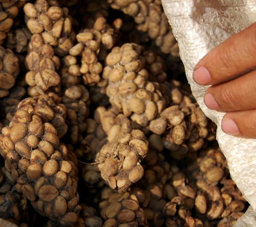 Kopi Luwak (cerca de US$ 275 por libra)