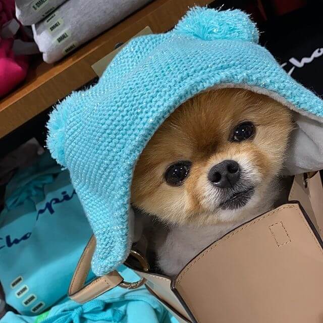 JiffPom - 21.1 Million Followers