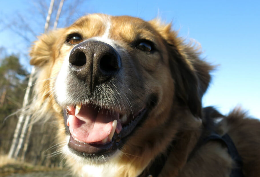 Shelter Dog Wouldn't Stop Growing, So the Vet Performed a DNA Test