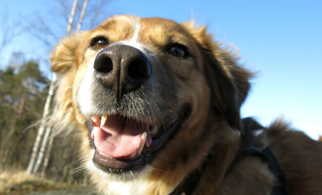 Shelter Dog Wouldn't Stop Growing, So the Vet Performed a DNA Test