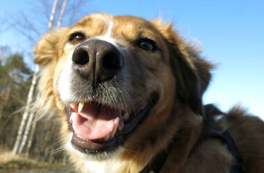 Shelter Dog Wouldn't Stop Growing, So the Vet Performed a DNA Test