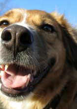 Shelter Dog Wouldn't Stop Growing, So the Vet Performed a DNA Test