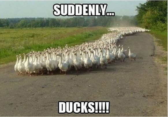 Funny Duck Memes That Will Keep You Laughing For Hours | OpossumSauce