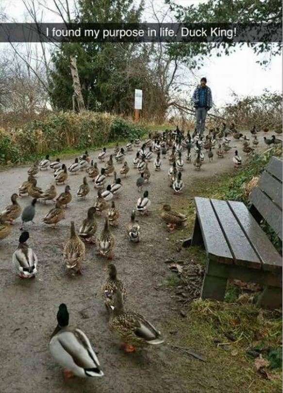 The Ducks Go Marching One by One