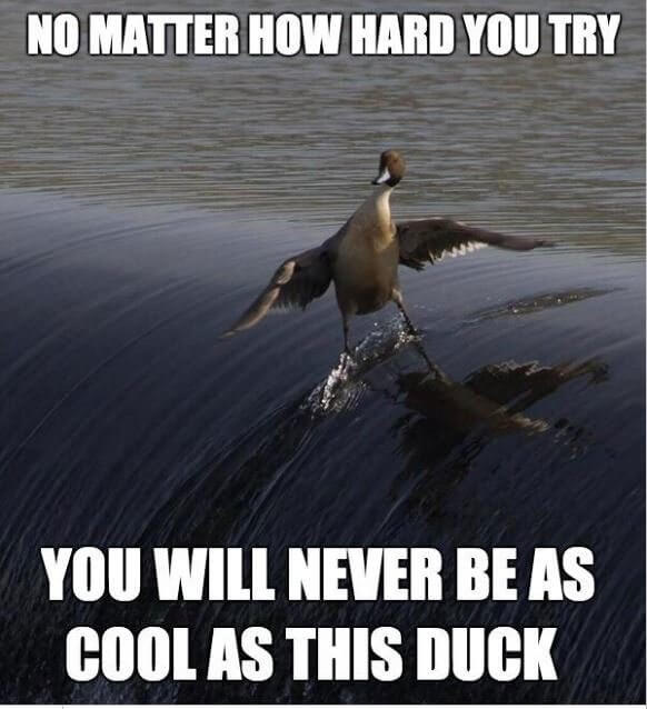 The Duck That Surfed the Waves
