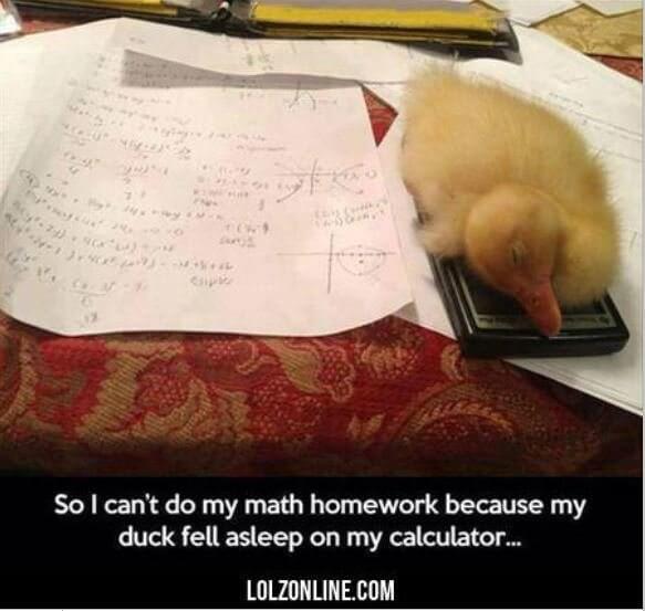 The Duck Ate My Homework