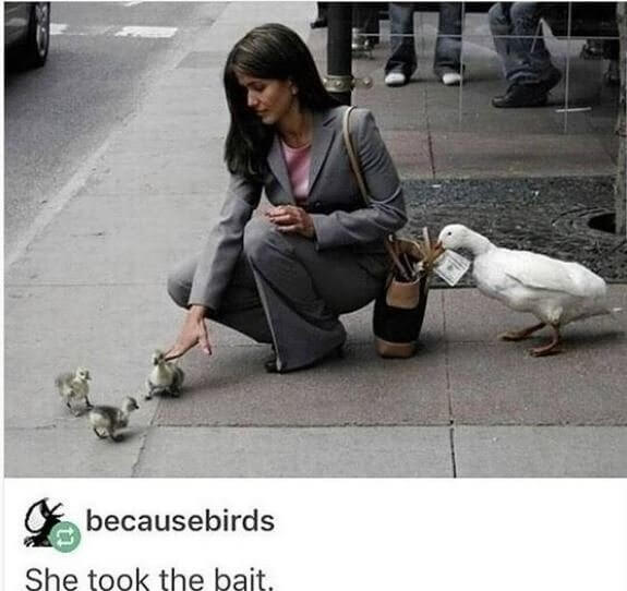 The Greatest Duck Scam of All