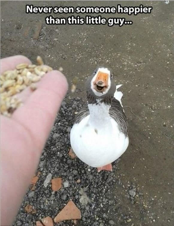If Happiness Had a Face…It Would Be This Duck