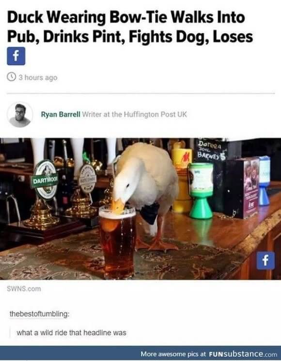 The Funny Duck Meme to Top All Duck Memes