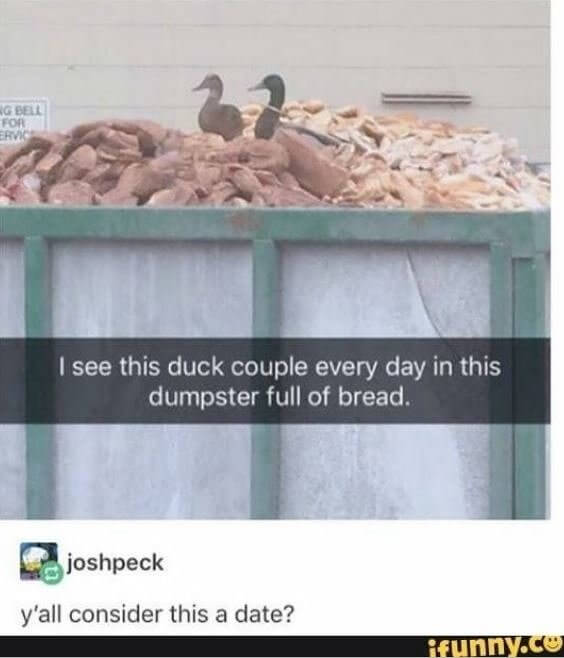 Funny Duck Memes That Will Keep You Laughing For Hours | OpossumSauce