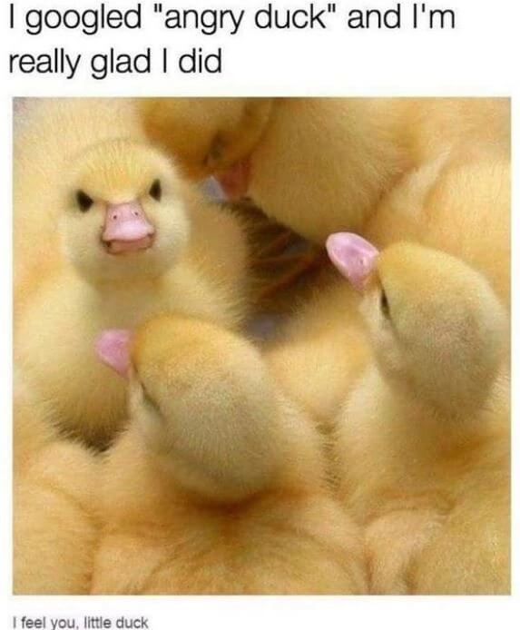 Funny Duck Memes That Will Keep You Laughing For Hours OpossumSauce