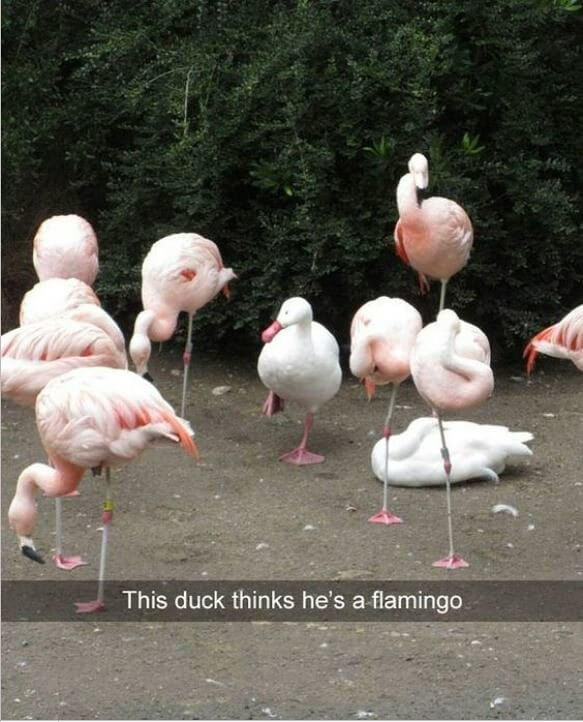 Duck or Flamingo? The Duck With the Identity Crisis
