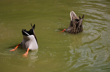 Funny Duck Memes That Will Keep You Laughing For Hours