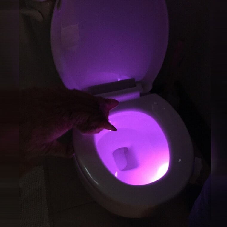 IllumiBowl Toilet Night Light