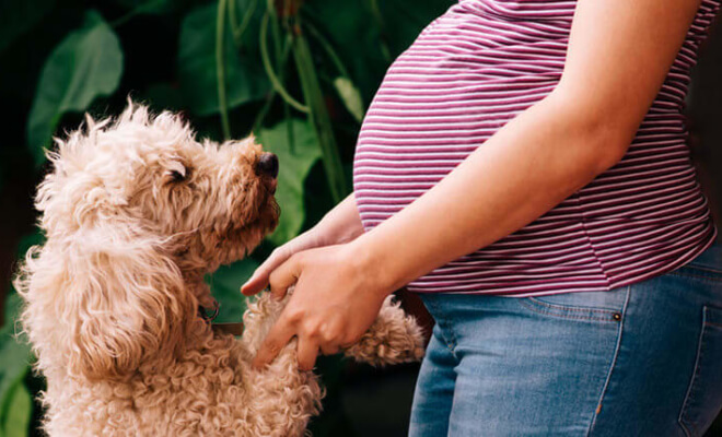 A Dog Saved Its Pregnant Owner’s Life By Relentlessly Barking At Her Belly