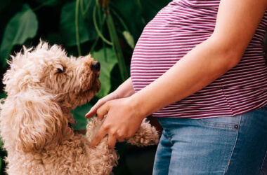 A Dog Saved Its Pregnant Owner’s Life By Relentlessly Barking At Her Belly