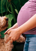 A Dog Saved Its Pregnant Owner’s Life By Relentlessly Barking At Her Belly