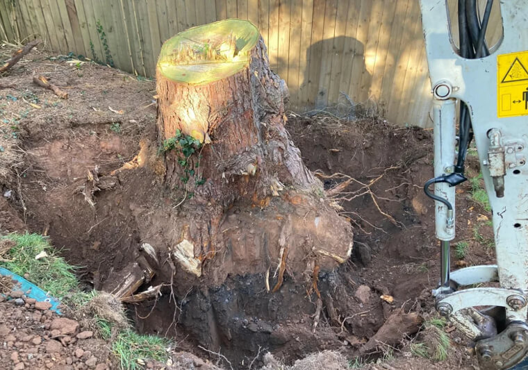 Tree Removal