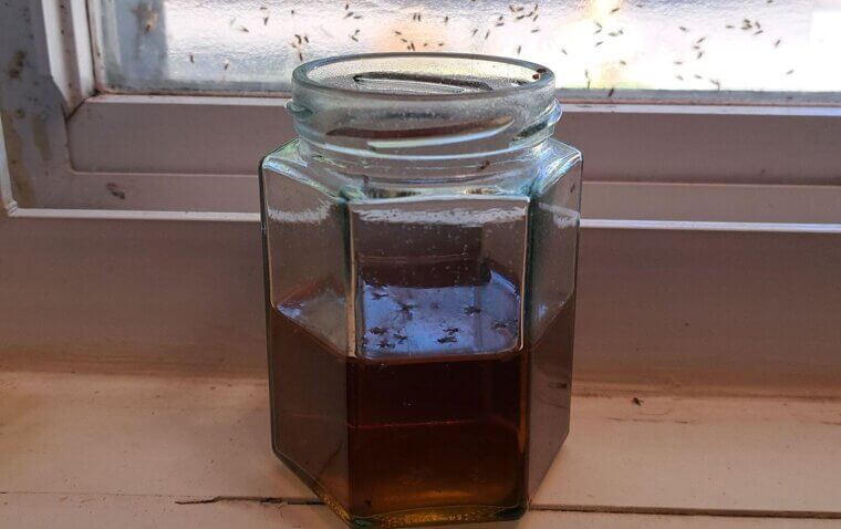 Ant Trap Solution