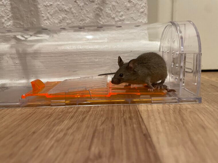 Humane Mouse Trap