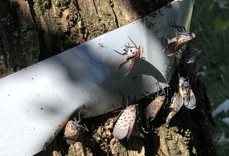 Sticky Bug Trap
