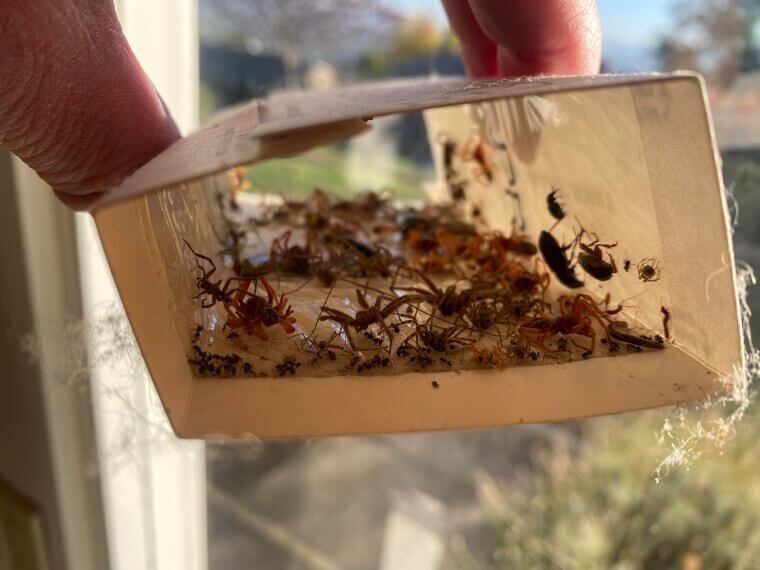 Sticky Traps