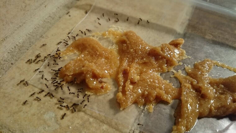 Ant Bait Solution