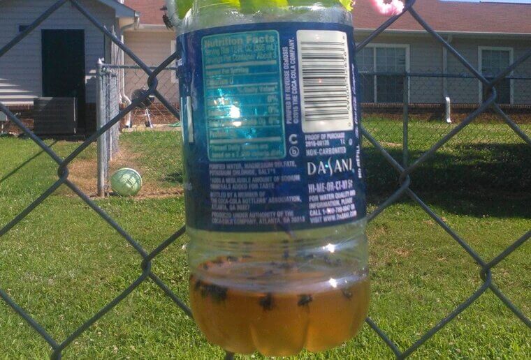 DIY Fly Trap