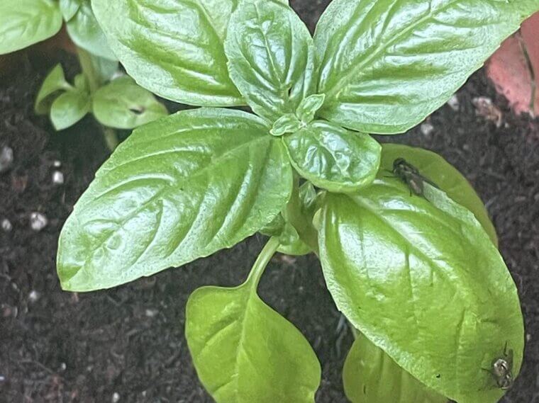 Basil Bug Repellent