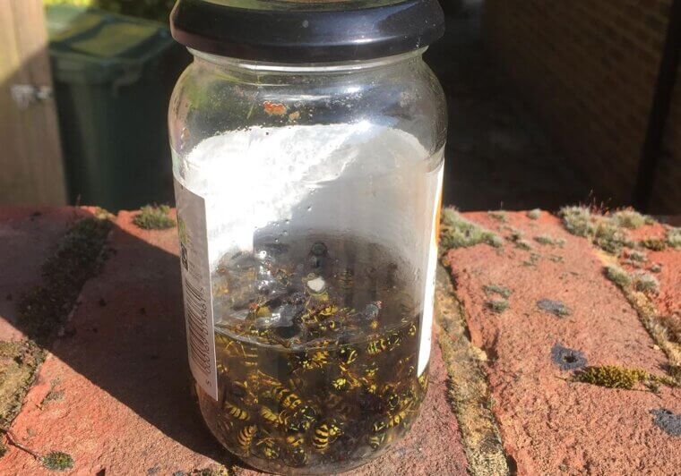 Wasp Trap