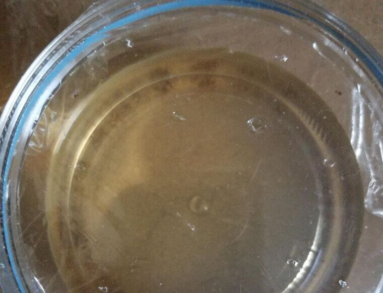 Fruit Fly Trap
