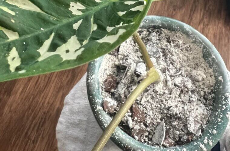 Diatomaceous Earth